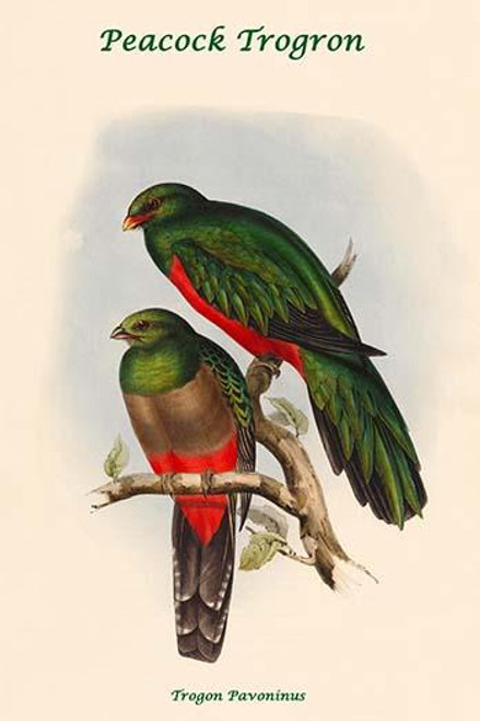 Trogon Pavoninus - Peacock Trogron