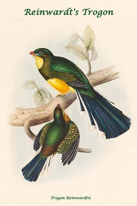 Trogon Reinwardtii - Reinwardt's Trogon