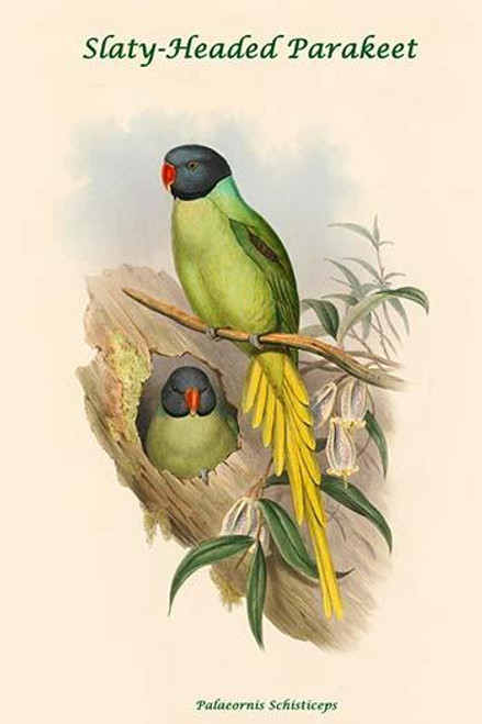 Palaeornis Schisticeps - Slaty-Headed Parakeet