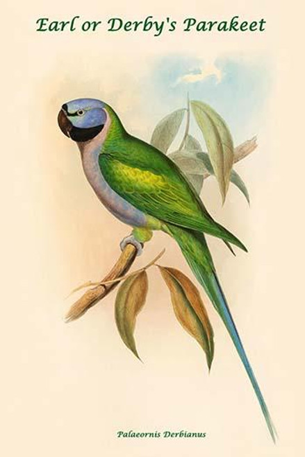 Palaeornis Derbianus - Earl or Derby's Parakeet