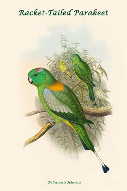 Palaeornis Setarius - Racket-Tailed Parakeet