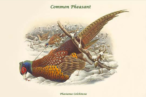 Phasianus Cochicus - Common Pheasant
