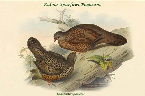 Galloperdix Spadiceus - Rufous Spurfowl Pheasant