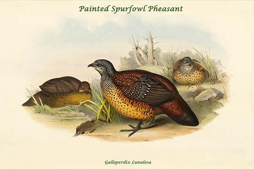 Galloperdix Lunulosa - Painted Spurfowl Pheasant