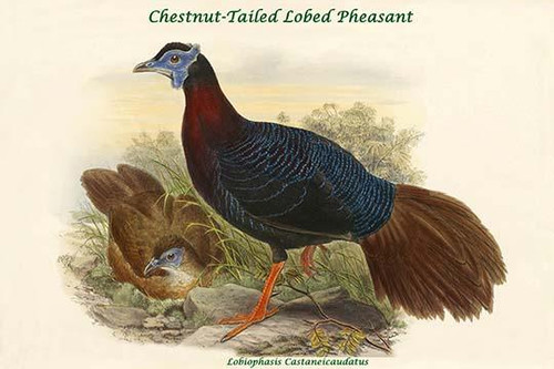 Lobiophasis Castaneicaudatus - Chestnut-Tailed Lobed Pheasant