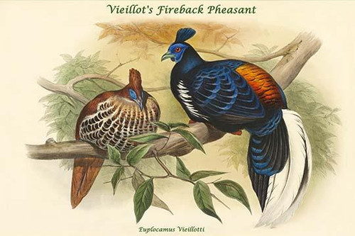 Euplocamus Vieillotti -Vieillot's Fireback Pheasant