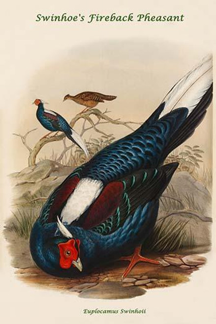 Euplocamus Swinhoii - Swinhoe's Fireback Pheasant