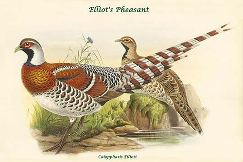 Calopphasis Ellioti - Elliot's Pheasant