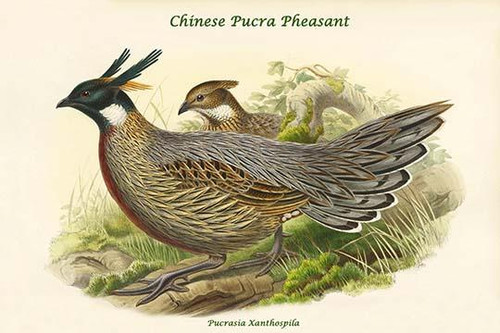 Pucrasia Xanthospila - Chinese Pucra Pheasant