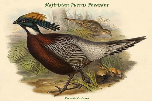 Pucrasia Castanea - Kafiristan Pucras Pheasant