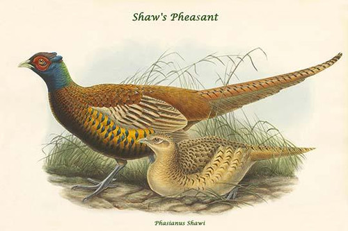 Phasianus Shawi - Shaw's Pheasant