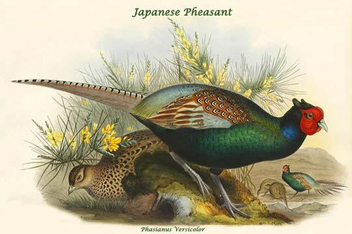 Phasianus Versicolor Japanese Pheasant