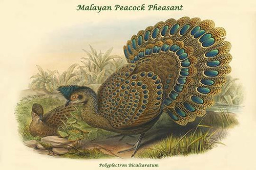 Polyplectron Bicalcaratum - Malayan Peacock Pheasant