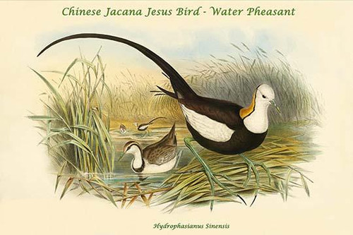 Hydrophasianus Sinensis - Chinese Jacana Jesus Bird - Water Pheasant