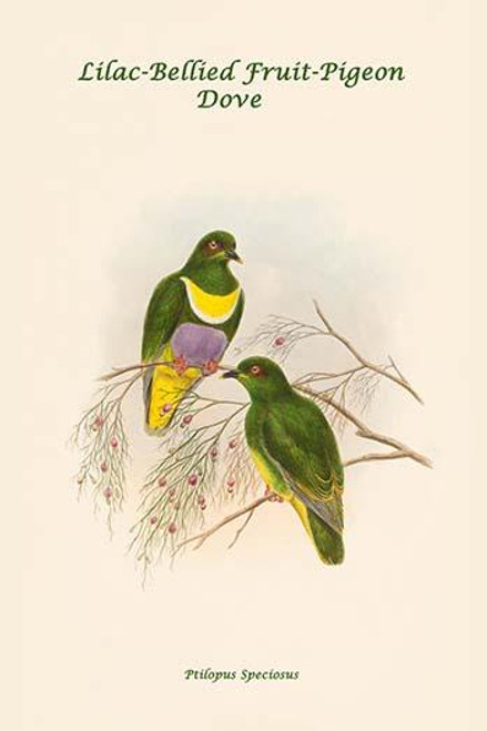 Ptilopus Speciosus - Lilac-Bellied Fruit-Pigeon - Dove