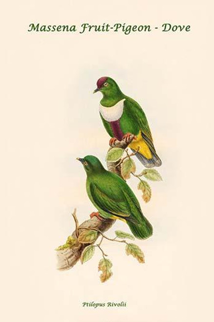 Ptilopus Rivolii - Massena Fruit-Pigeon - Dove