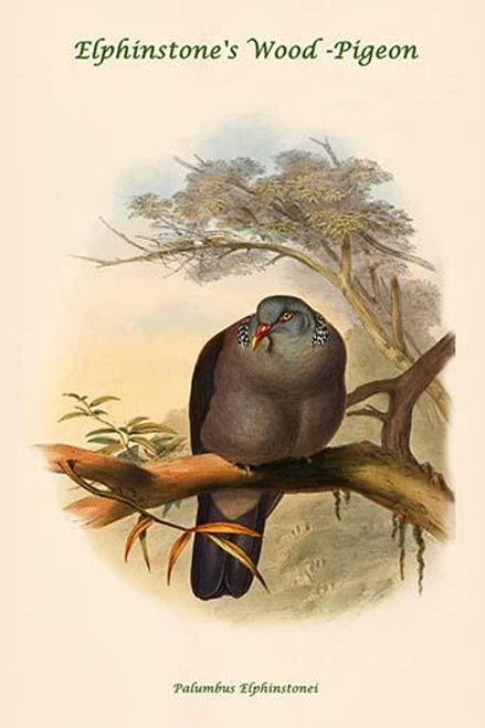 Palumbus Elphinstonei - Elphinstone's Wood -Pigeon
