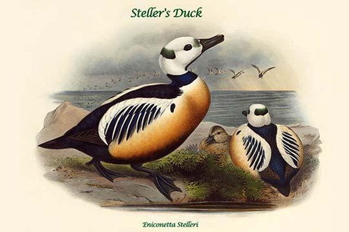 Eniconetta Stelleri - Steller's Duck