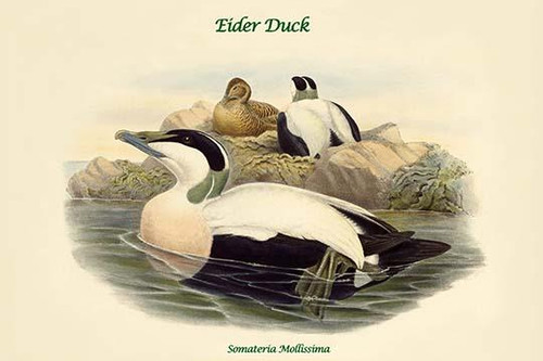 Somateria Mollissima - Eider Duck