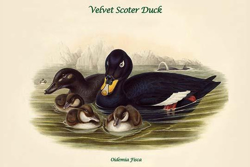 Oidemia Fisca - Velvet Scoter Duck
