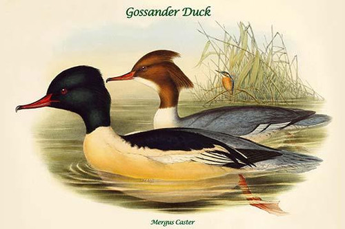 Mergus Caster - Gossander Duck