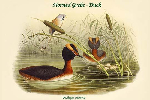 Podiceps Aurttus - Horned Grebe - Duck