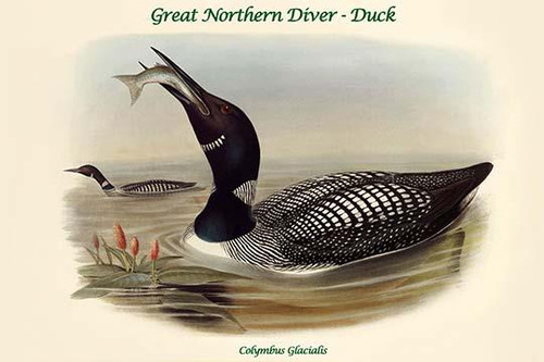 Colymbus Glacialis - Great Northern Diver - Duck