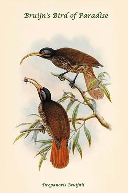 Drepanoris Bruijnii - Bruijn's Bird of Paradise