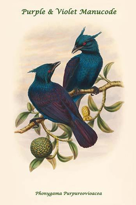 Phonygama Purpureovioacea - Purple & Violet Manucode