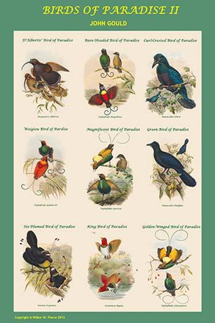 Birds of Paradise Composite II Vertical Classroom Poster