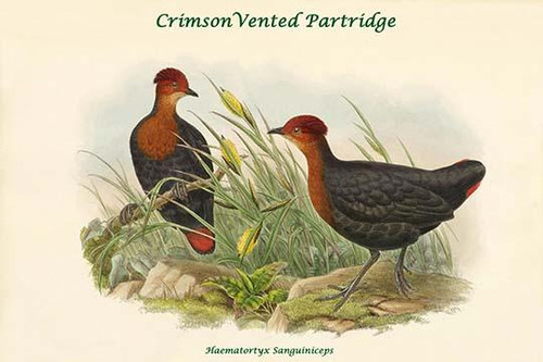 Haematortyx Sanguiniceps - CrimsonVented Partridge
