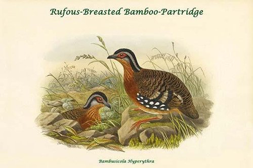 Bambusicola Hyperythra - Rufous-Breasted Bamboo-Partridge