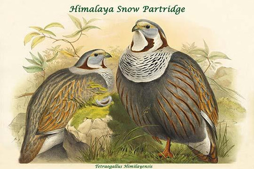 Tetraogallus Himilayensis - Himalaya Snow Partridge