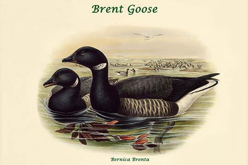 Bernica Brenta - Brent Goose