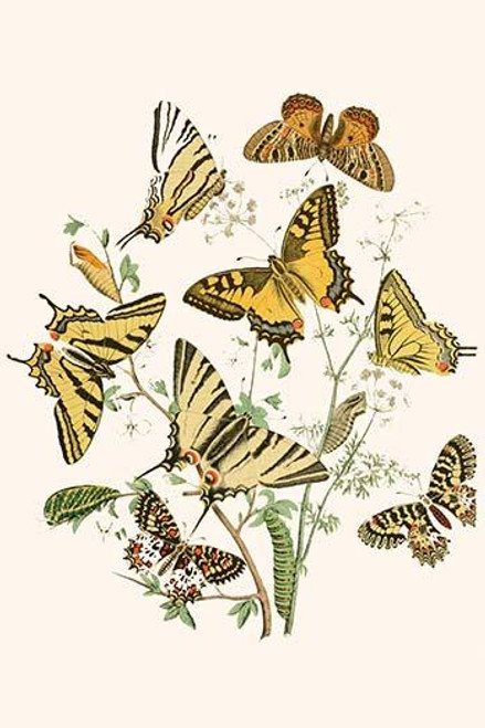 European Butterflies & Moths  (Plate 2)