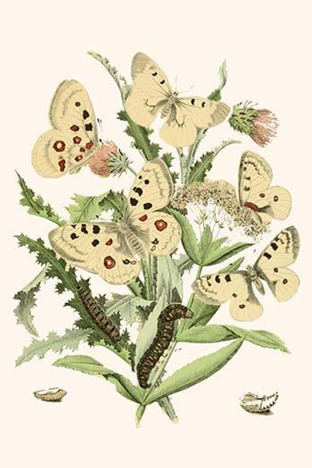 European Butterflies & Moths  (Plate 3)
