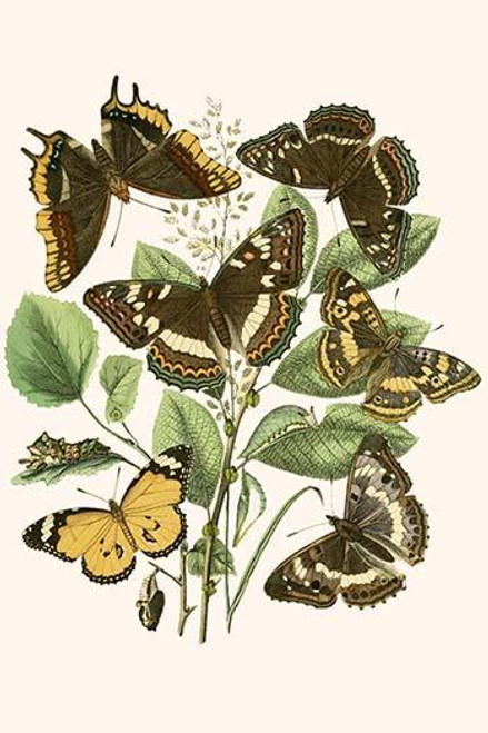 European Butterflies & Moths  (Plate 12)