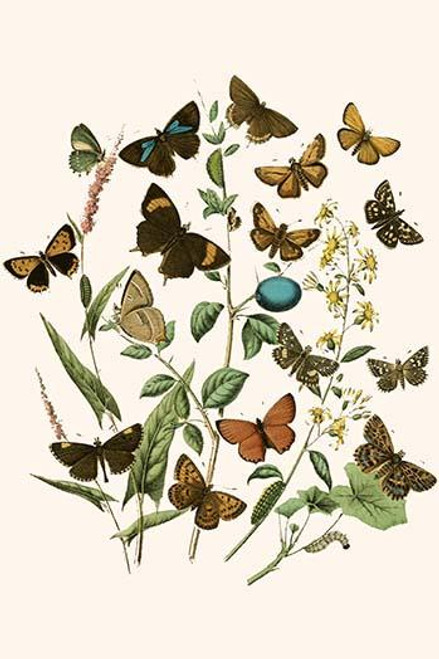 European Butterflies & Moths  (Plate 17)