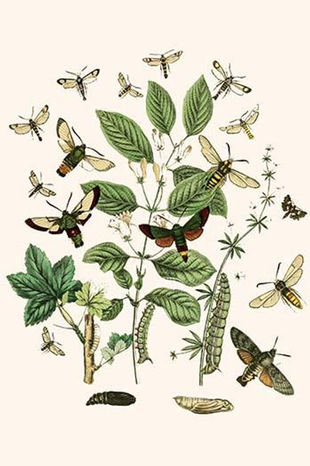 European Butterflies & Moths  (Plate 22)