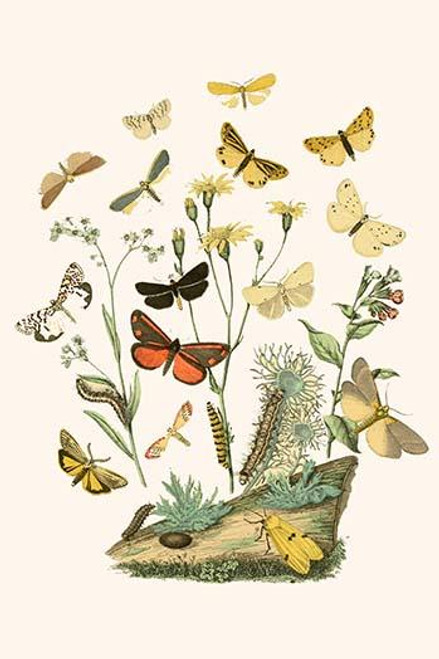 European Butterflies & Moths  (Plate 24)