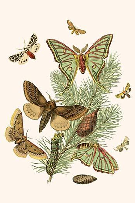 European Butterflies & Moths  (Plate 25)