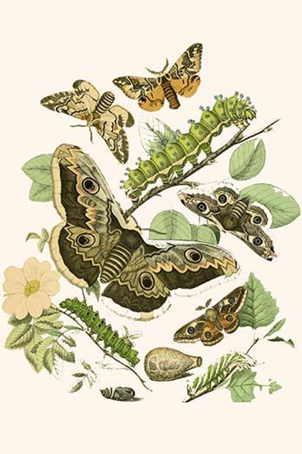 European Butterflies & Moths  (Plate 30)