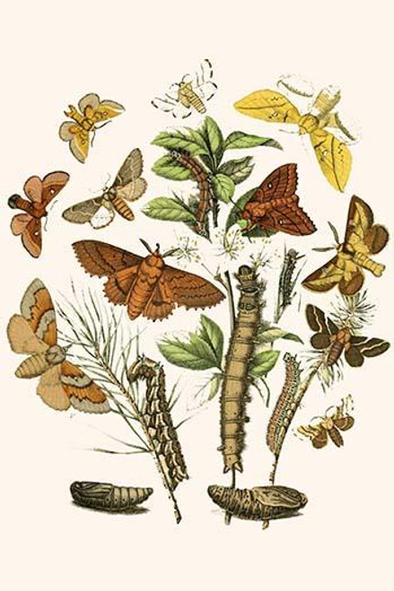 European Butterflies & Moths  (Plate 31)