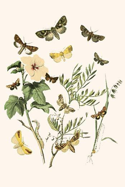 European Butterflies & Moths  (Plate 45)