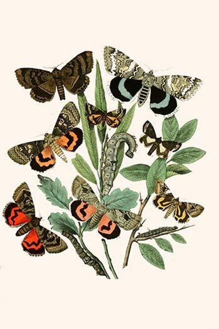 European Butterflies & Moths  (Plate 48)