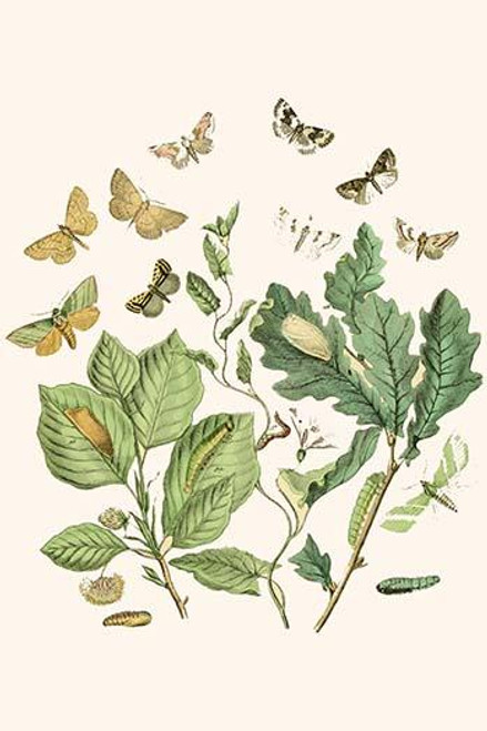 European Butterflies & Moths  (Plate 50)