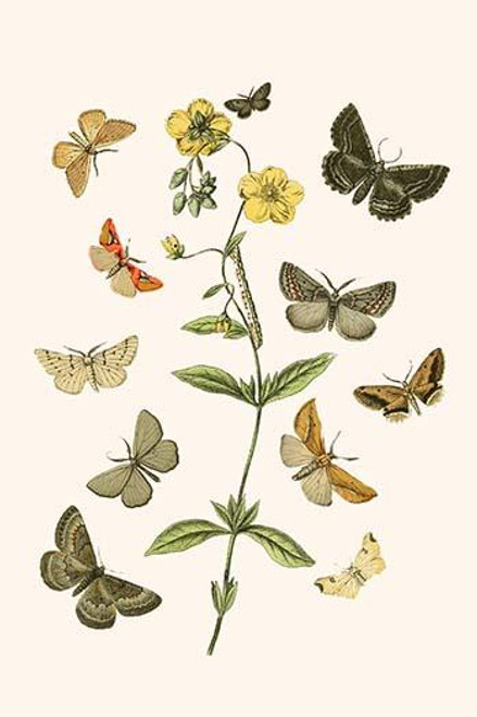 European Butterflies & Moths  (Plate 53)