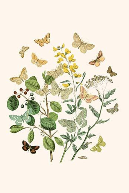 European Butterflies & Moths  (Plate 59)