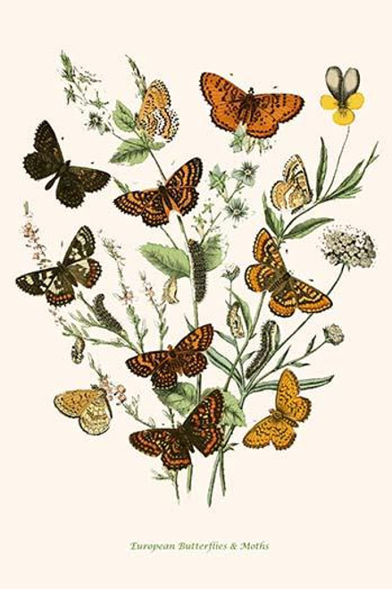European Butterflies & Moths  (Plate 71)