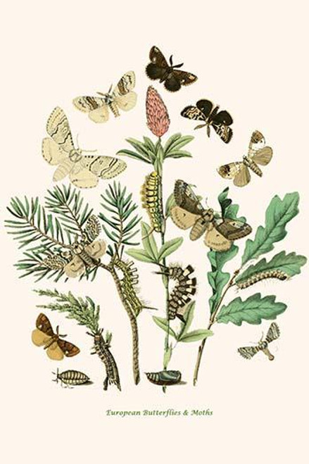 European Butterflies & Moths  (Plate 89)